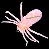 Charles Manson String Art Spider