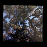 Charles Manson “Trees” CD